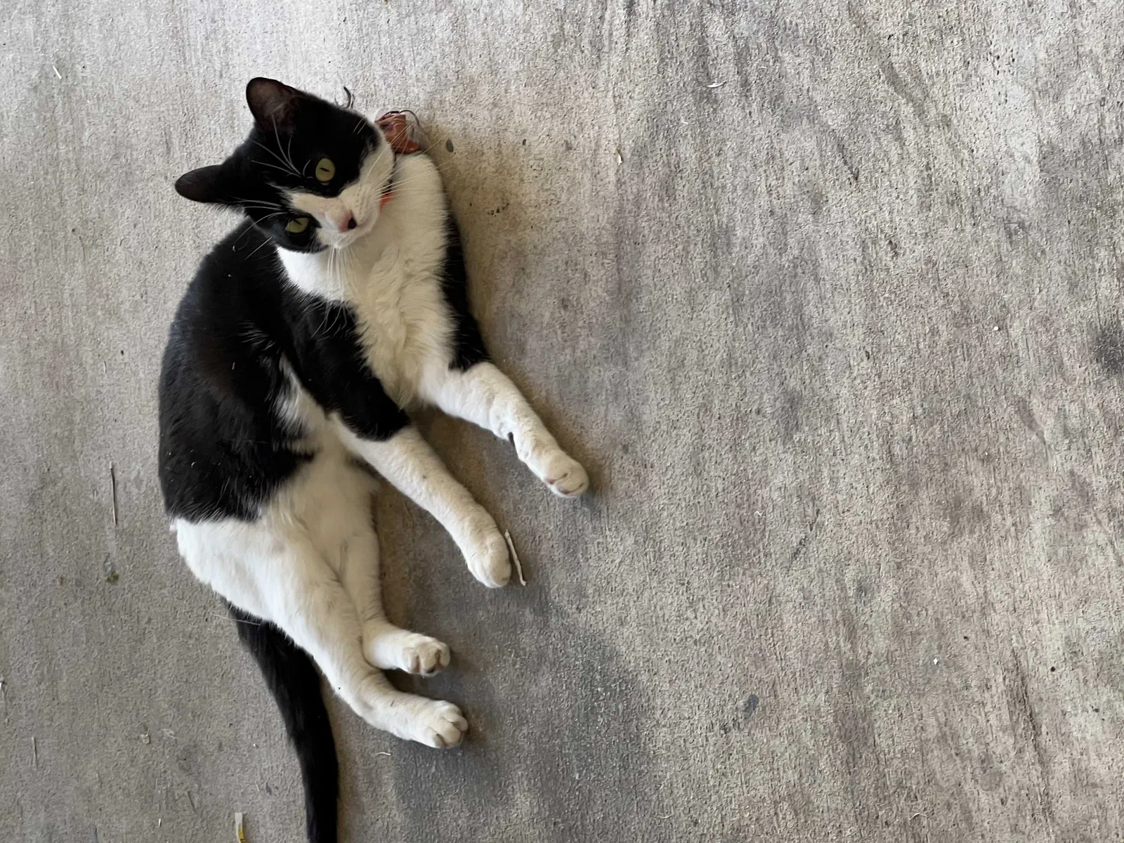 Lost cat in Fort Worth, TX, 76116