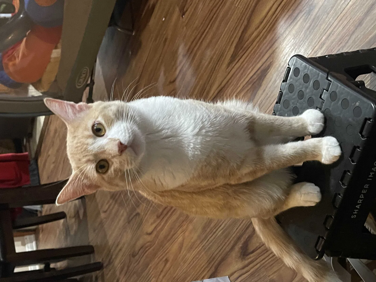 Lost cat in Chula Vista, CA, 91910