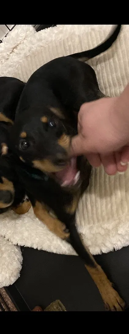 Lost dog in Joshua, TX, 76058