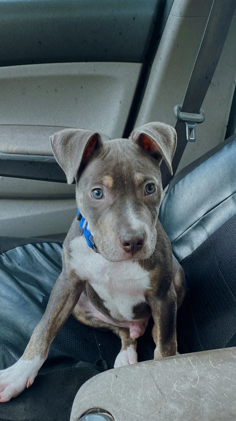 Lost dog in Summerville, SC, 29483