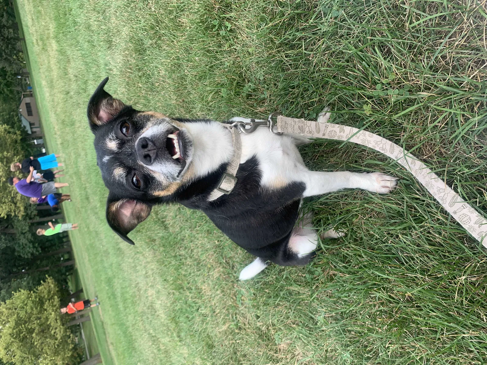 Lost dog in Des Moines, IA, 50314