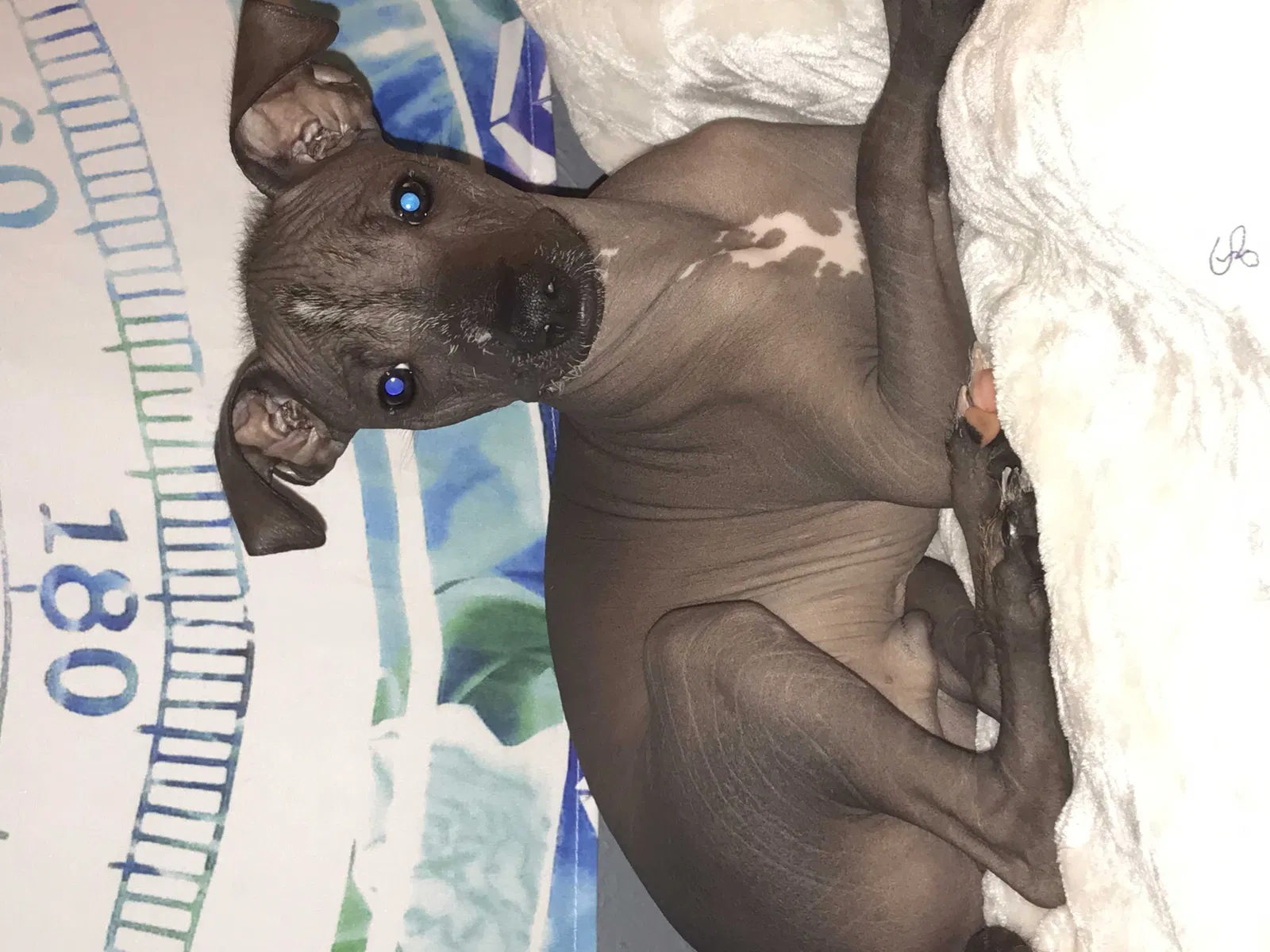 Lost dog in Abilene, TX, 79603