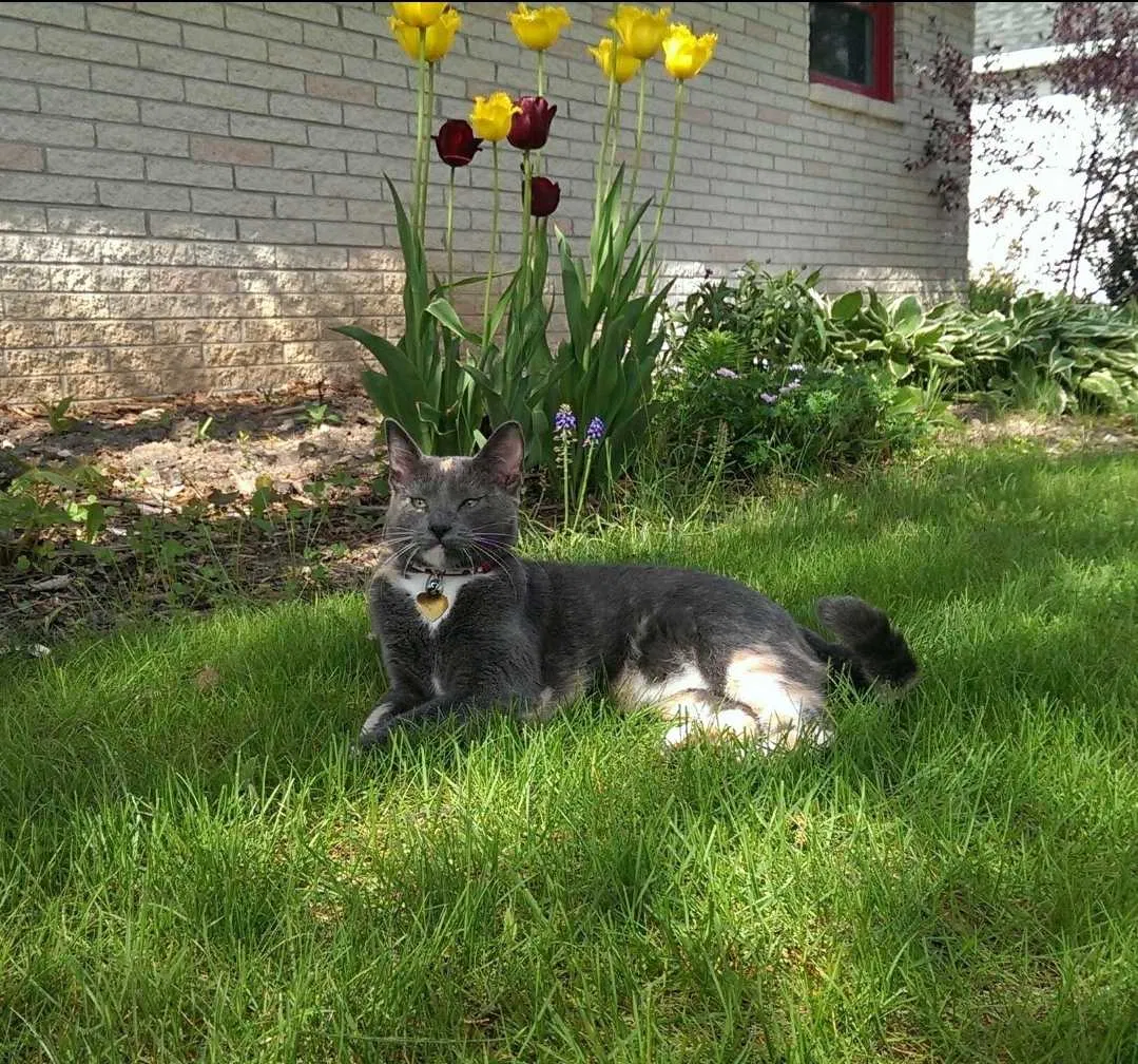Lost cat in Milwaukee, WI, 53207