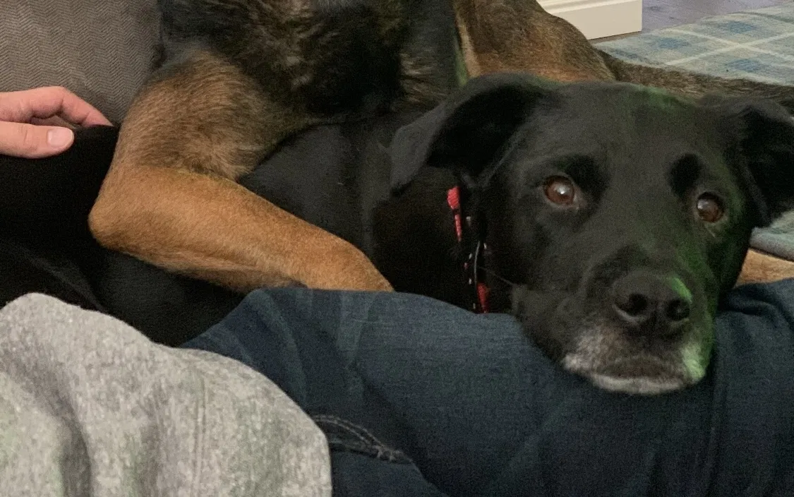 Lost dog in Ogden, UT, 84404