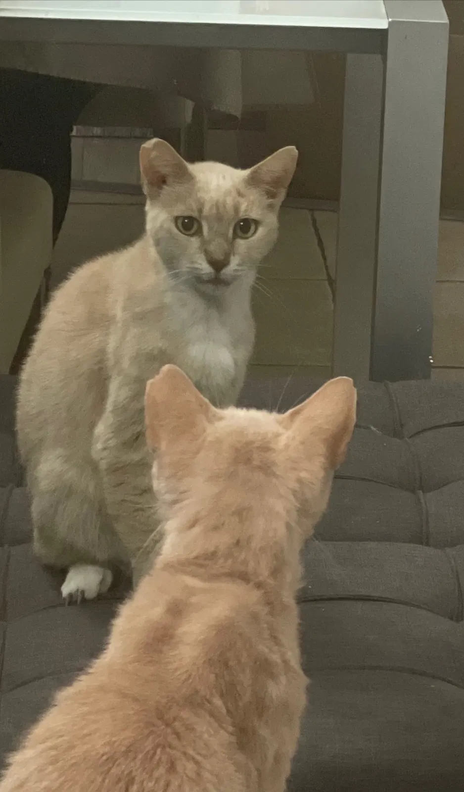 Lost cat in Altamonte Springs, FL, 32701