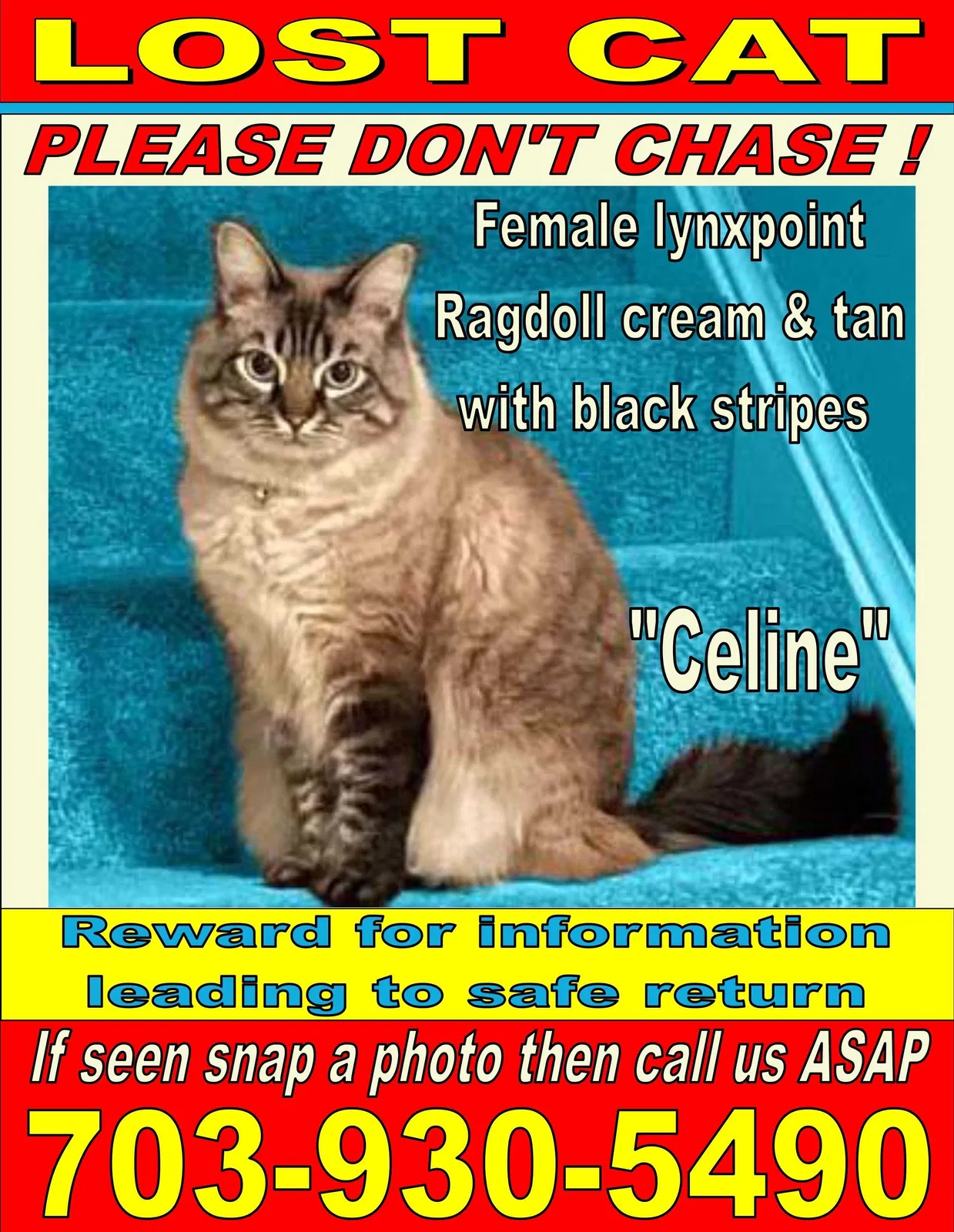 Lost cat in Centreville, VA, 20121