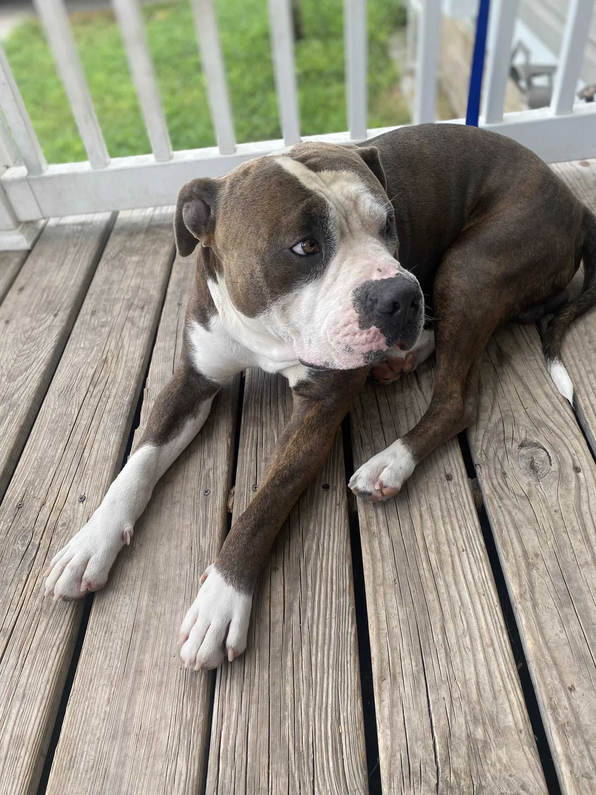 Lost dog in Mercedes, TX, 78570