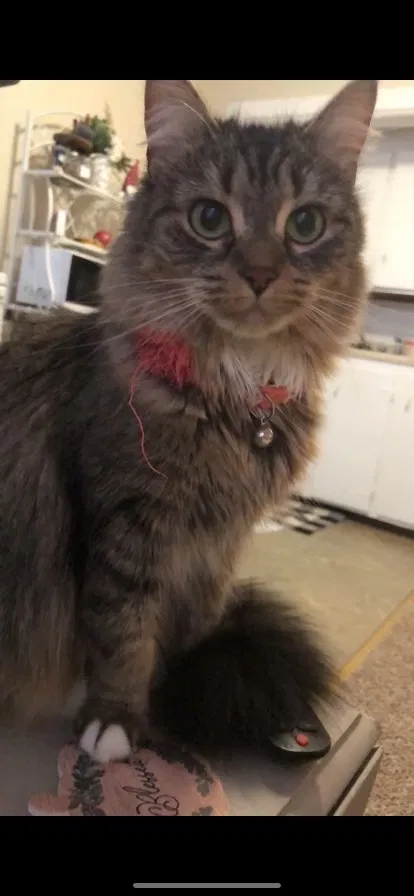 Lost cat in Melrose, MA, 2176