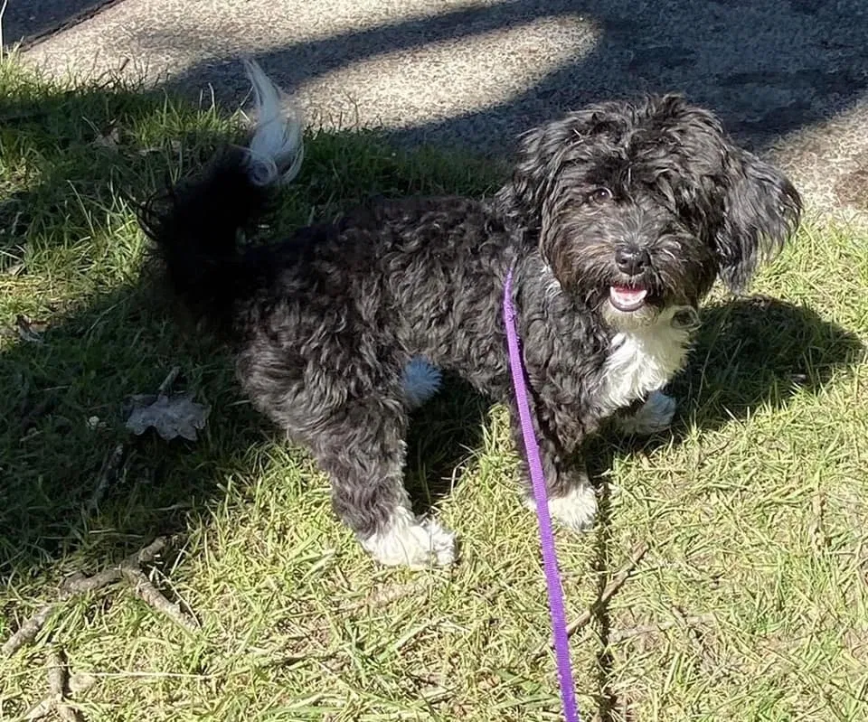 Lost dog in Albany, OR, 97321