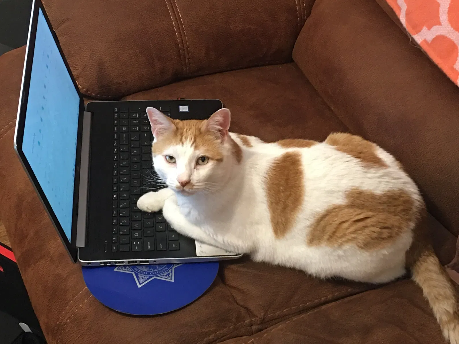Lost cat in Post Falls, ID, 83854