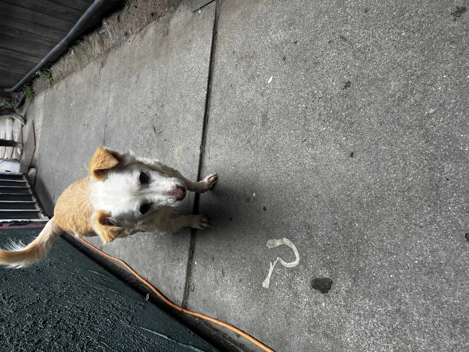 Lost dog in Long Beach, CA, 90805