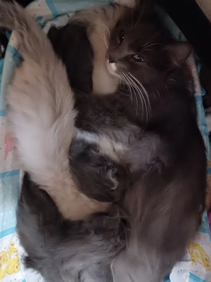 Lost cat in Commerce City, CO, 80022