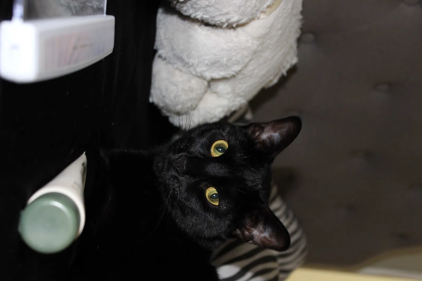 Lost cat in Seaside, CA, 93955