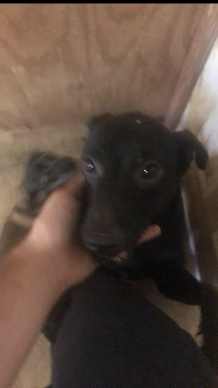 Lost dog in Opelousas, LA, 70570