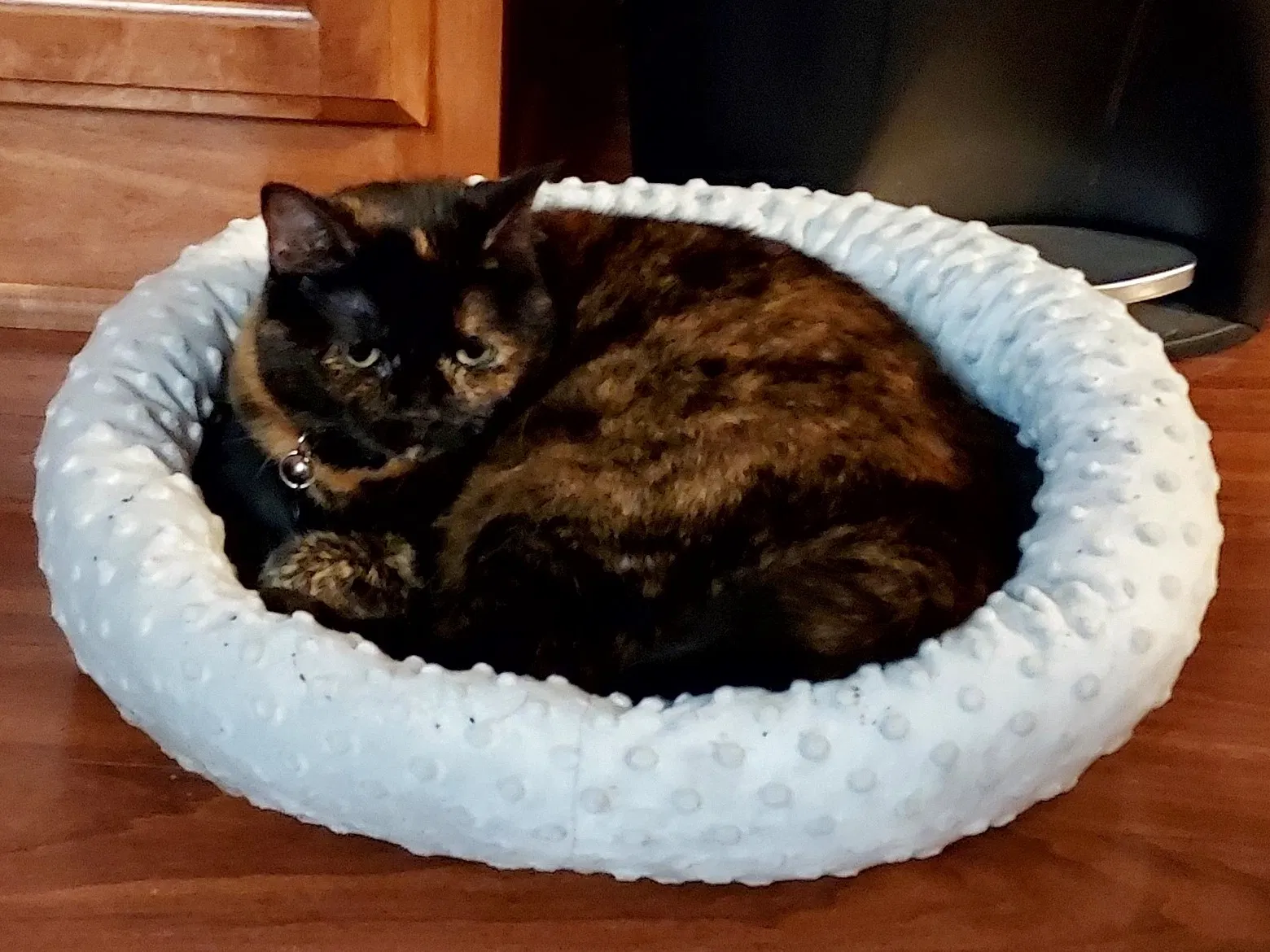 Lost cat in Clarksville, TN, 37040