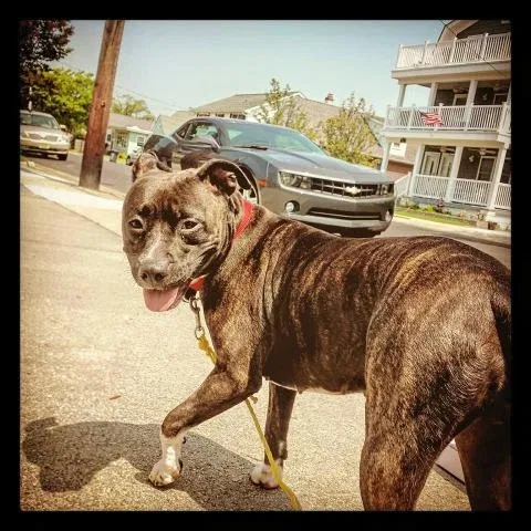 Lost dog in Norristown, PA, 19403