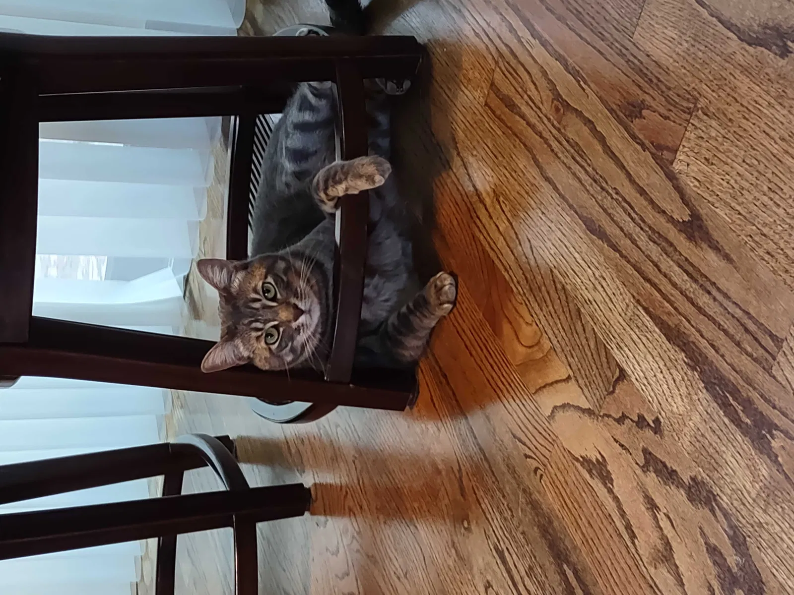 Lost cat in Corvallis, OR, 97330