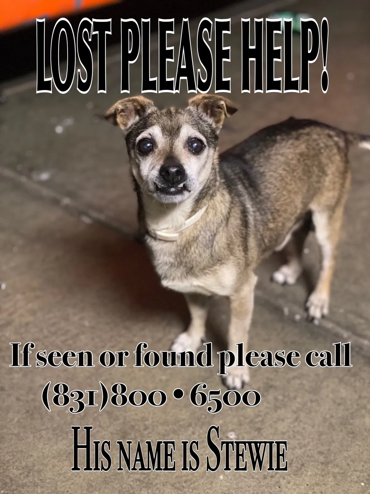 Lost dog in Soledad, CA, 93960