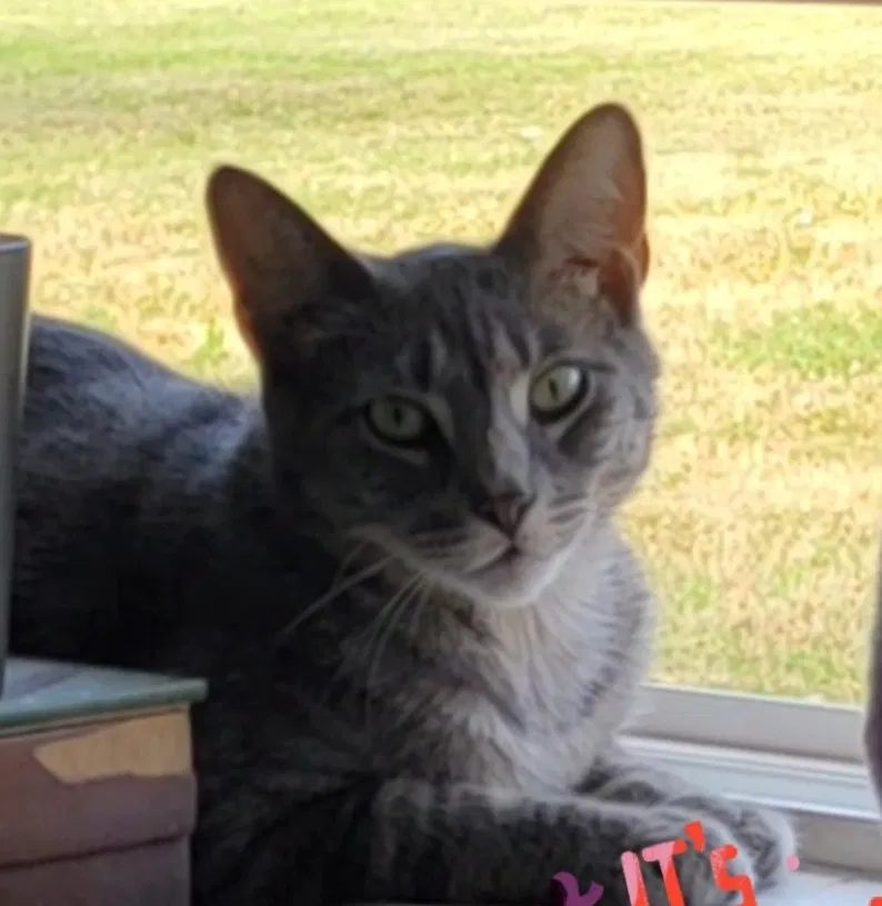 Lost cat in Lexington, KY, 40504