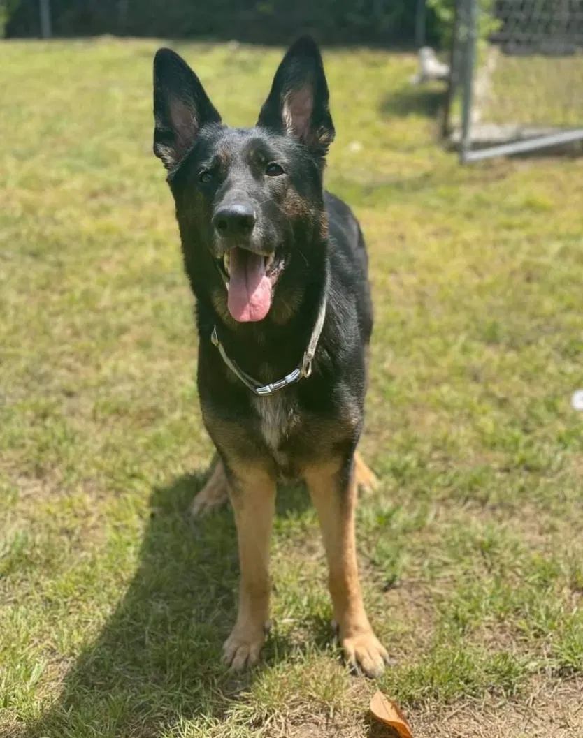 Lost dog in Oklahoma City, OK, 73139