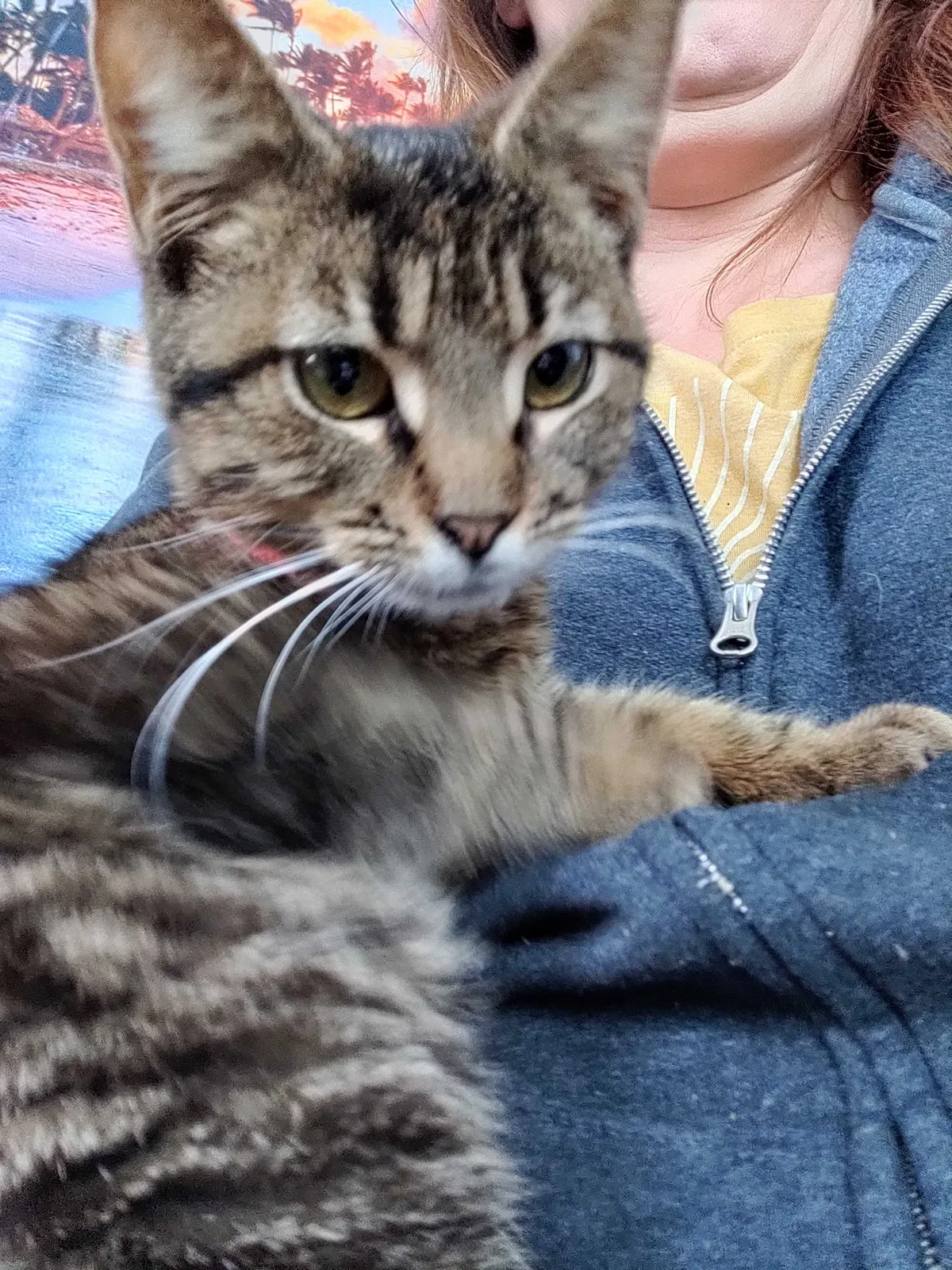 Lost cat in Battle Creek, MI, 49015