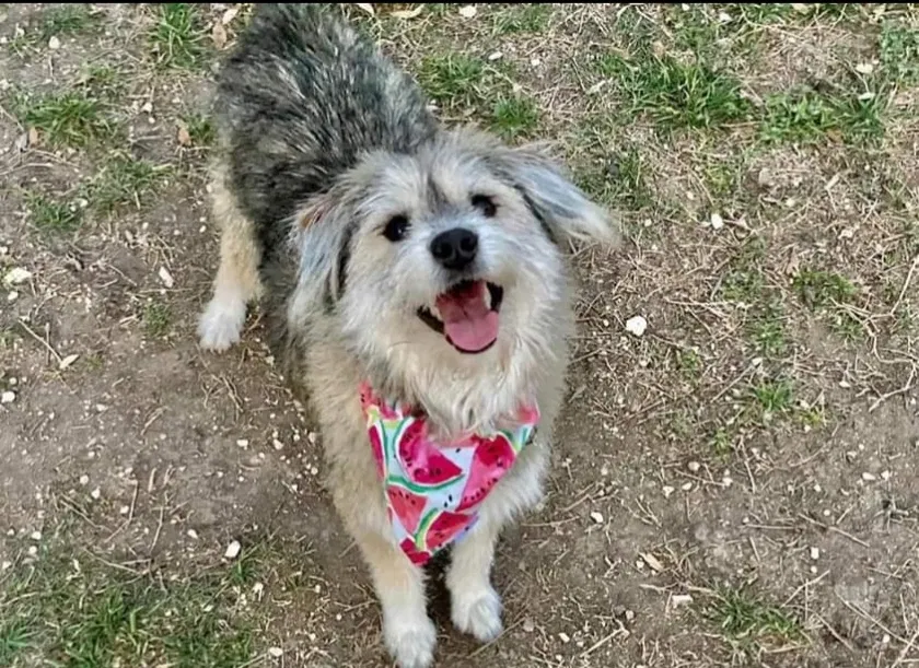 Lost dog in Oklahoma City, OK, 73139