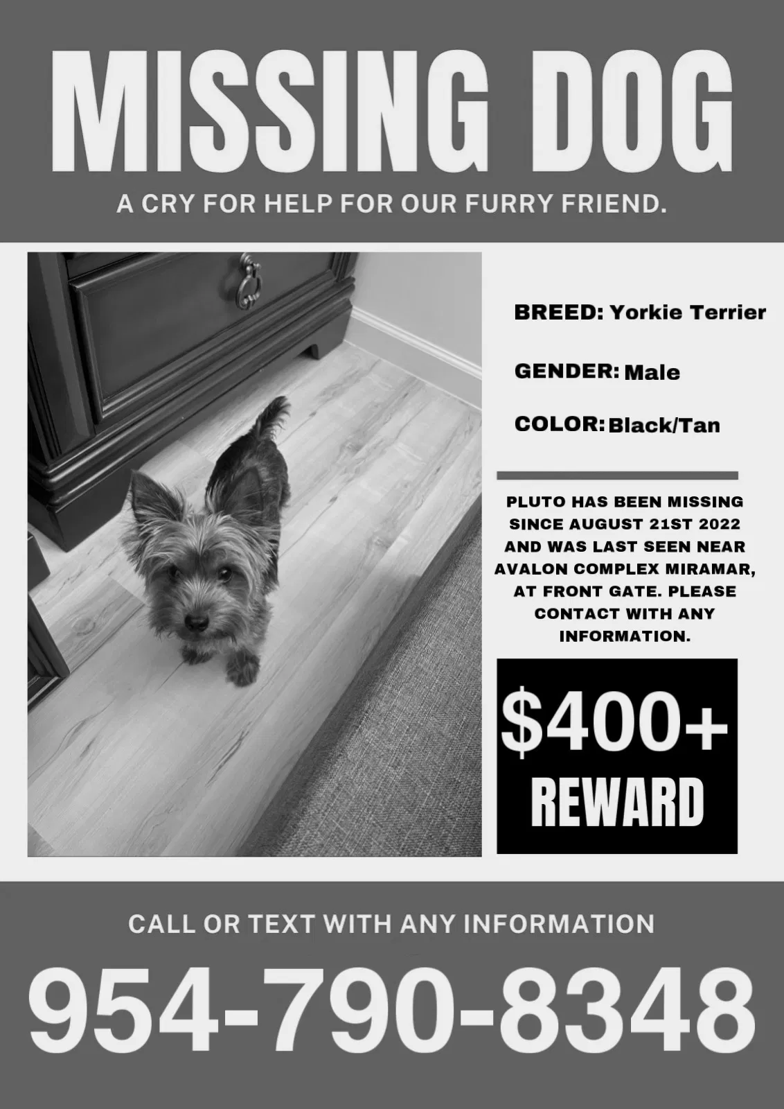 Lost dog in Hollywood, FL, 33025