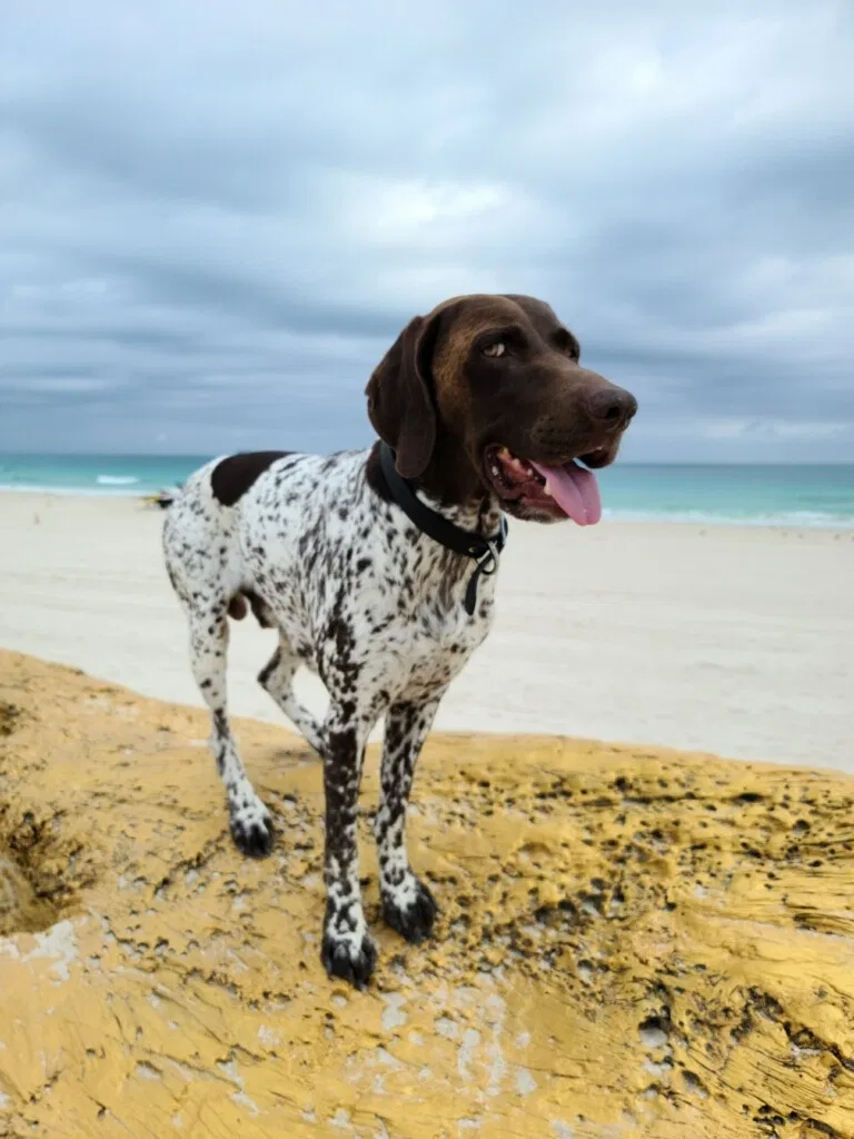 Lost dog in Miami, FL, 33162
