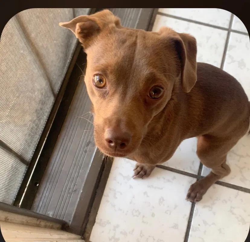 Lost dog in Sacramento, CA, 95828