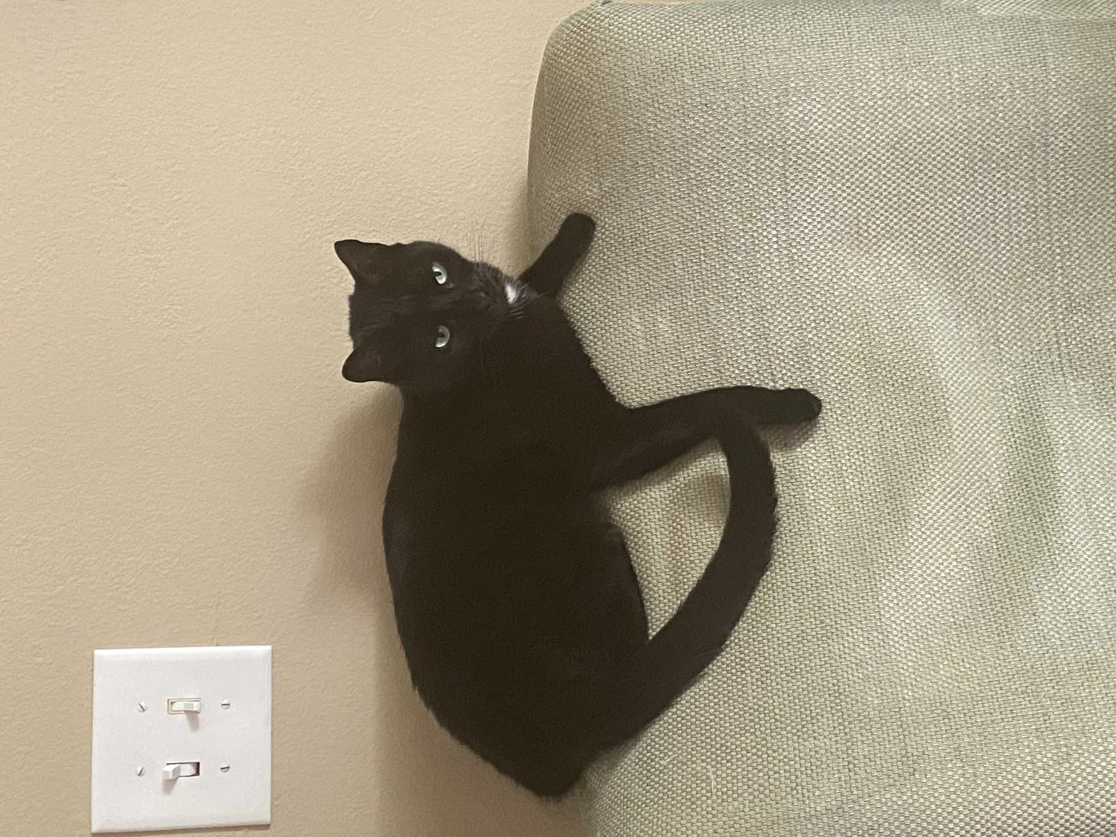 Lost cat in Palm Bay, FL, 32908