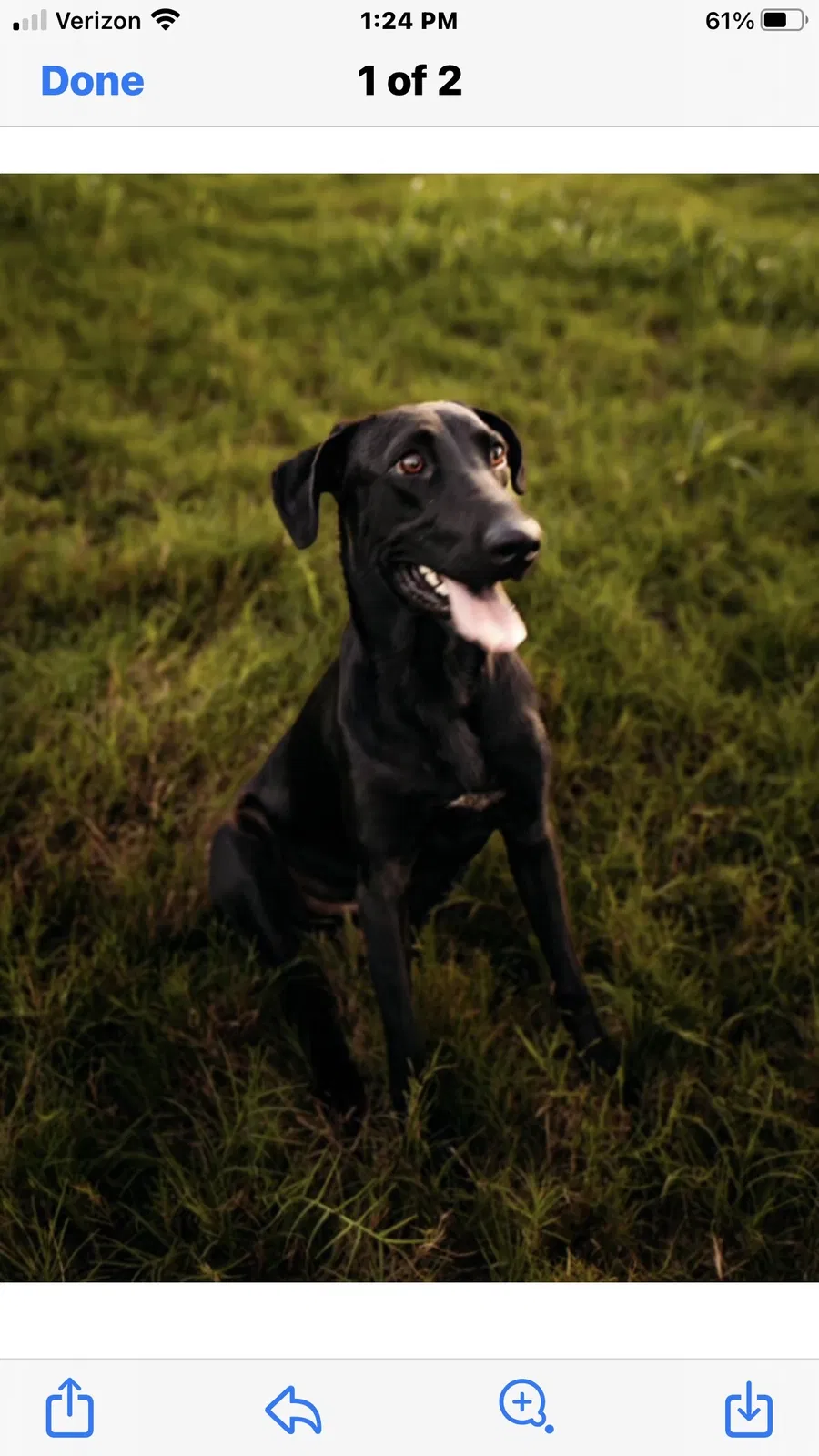 Lost dog in Spring, TX, 77389