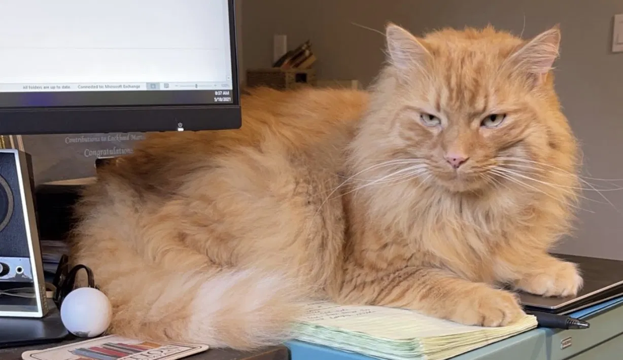 Lost cat in Littleton, CO, 80128