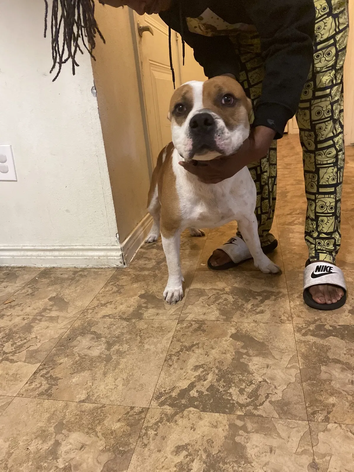 Lost dog in Corpus Christi, TX, 78407