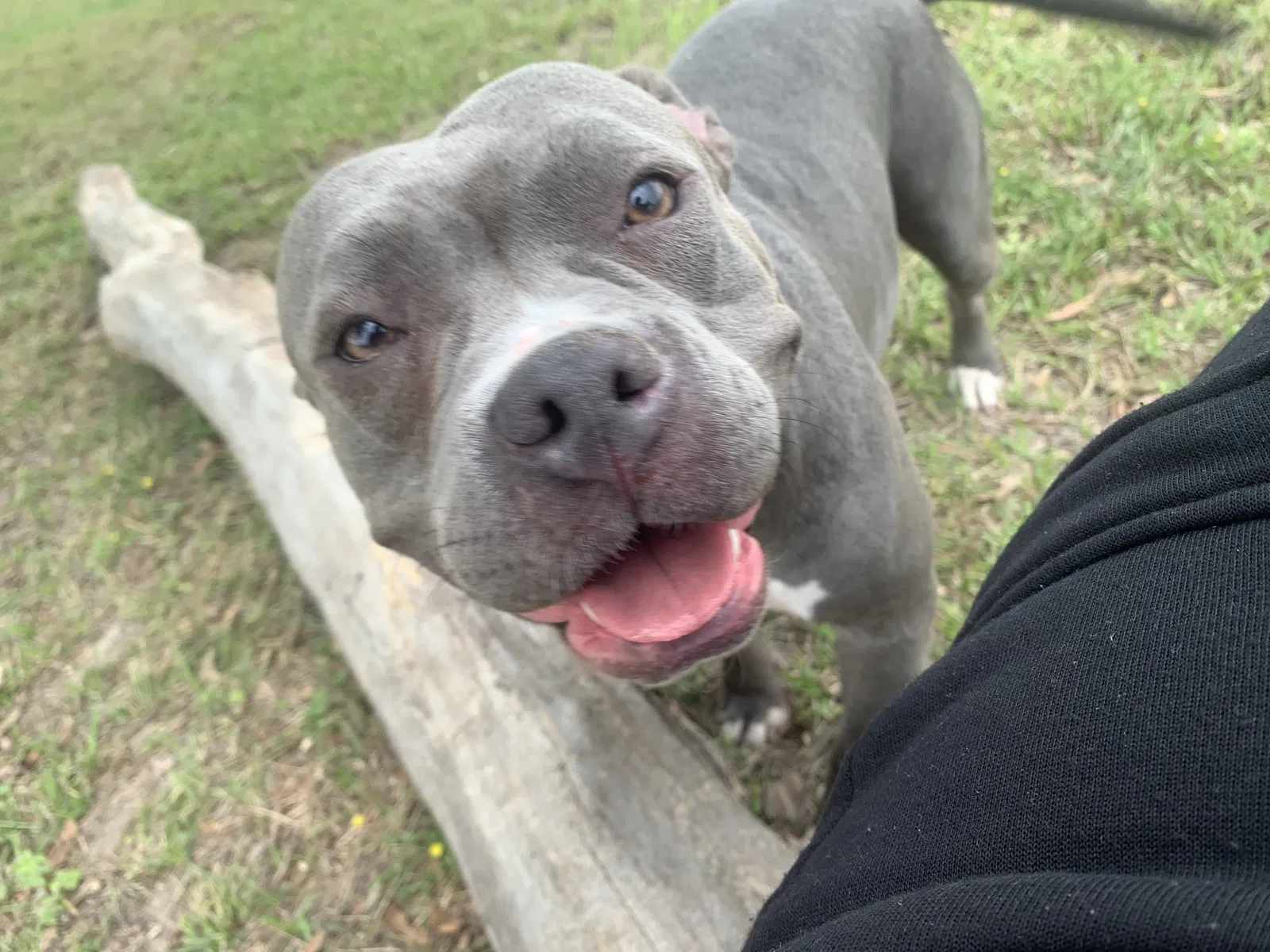 Lost dog in Corpus Christi, TX, 78407