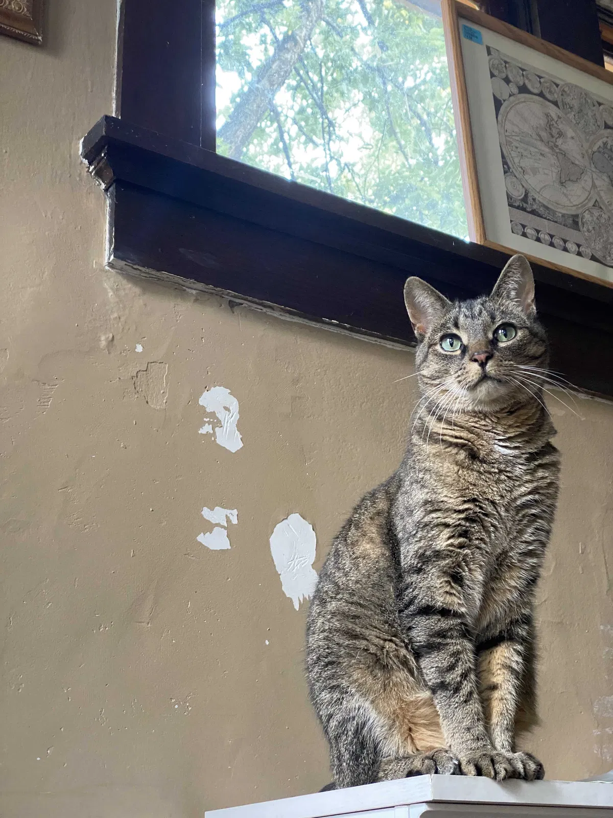 Lost cat in Milwaukee, WI, 53211