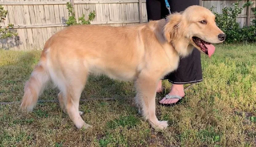 Lost dog in Lithia, FL, 33547