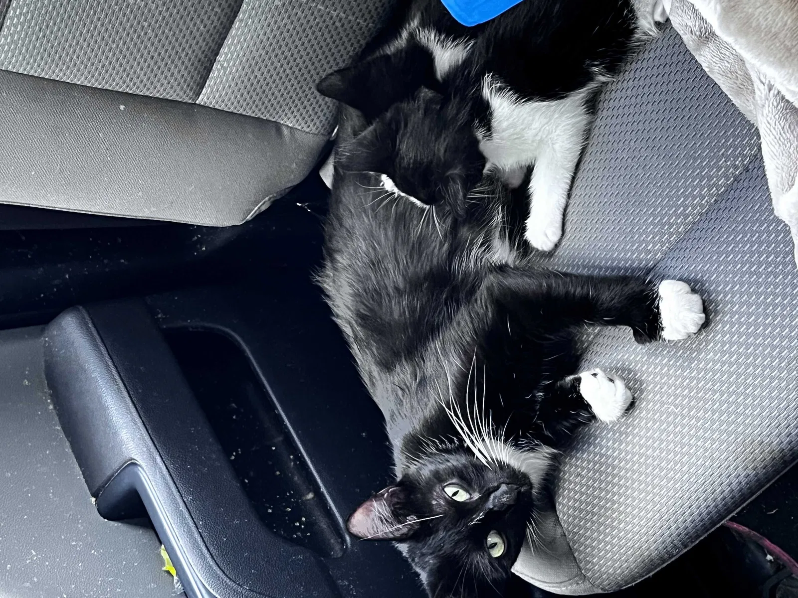 Lost cat in Fayetteville, NC, 28306
