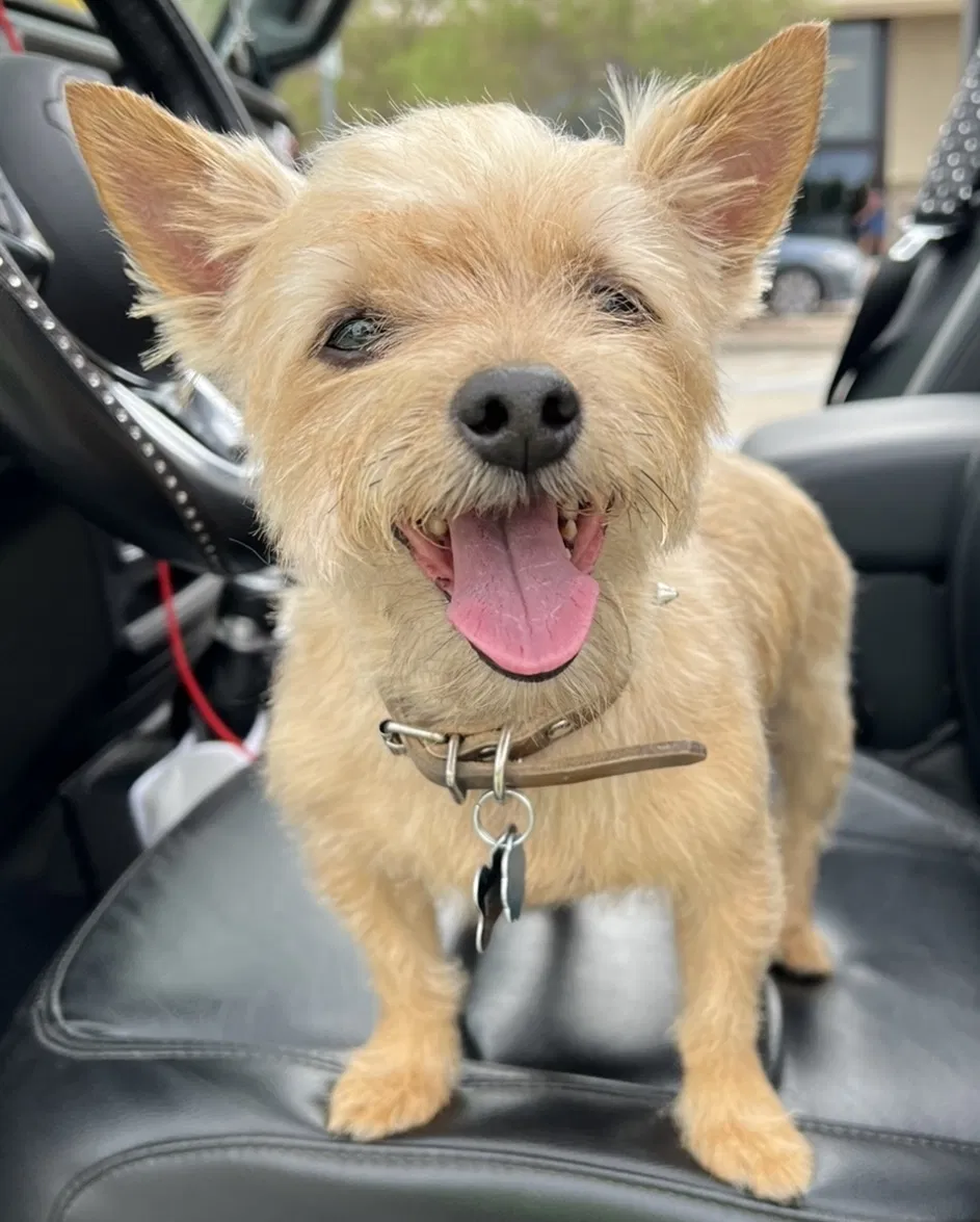 Lost dog in Wylie, TX, 75098