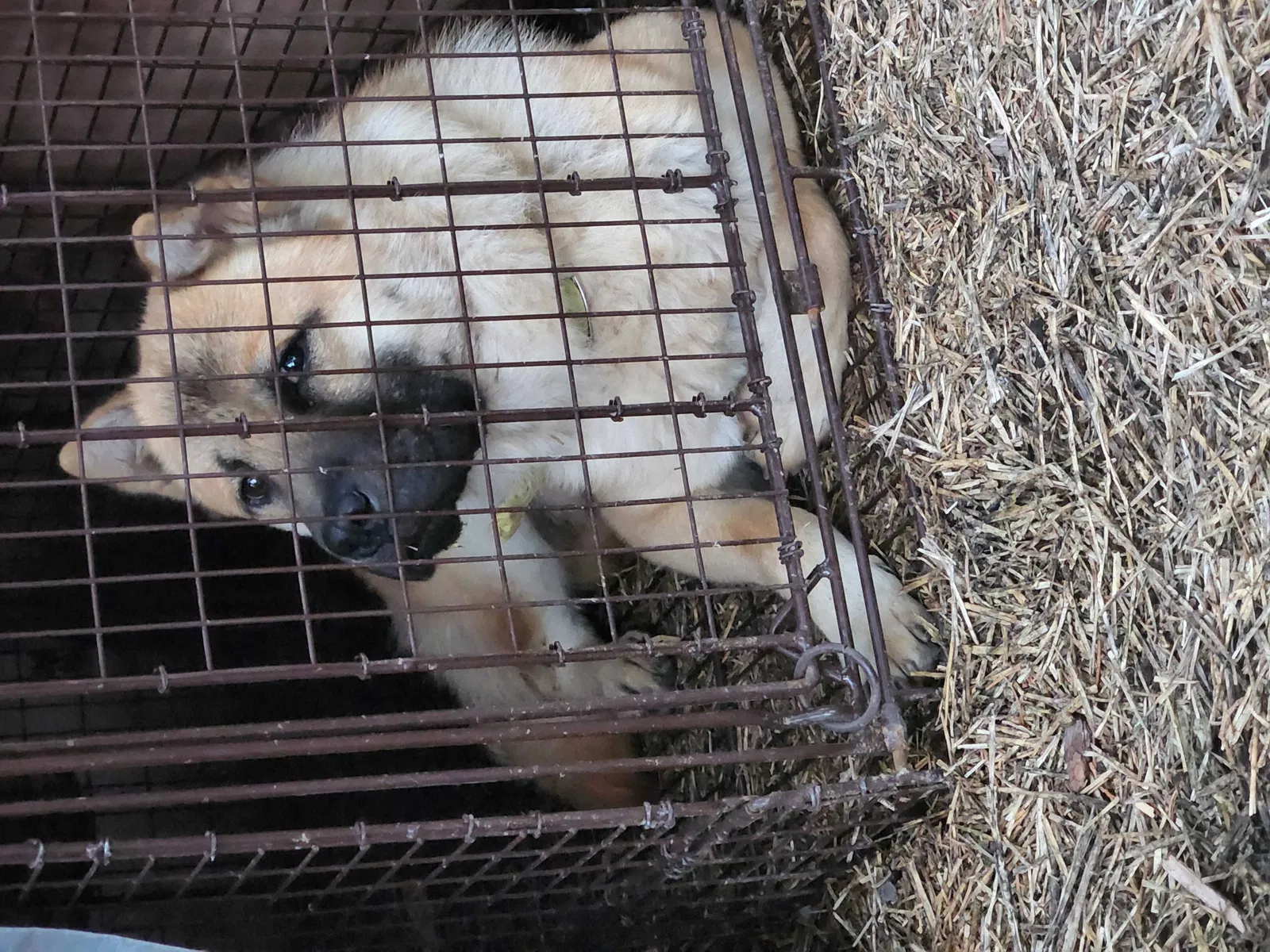 Found dog in Santa Fe, NM, 87506