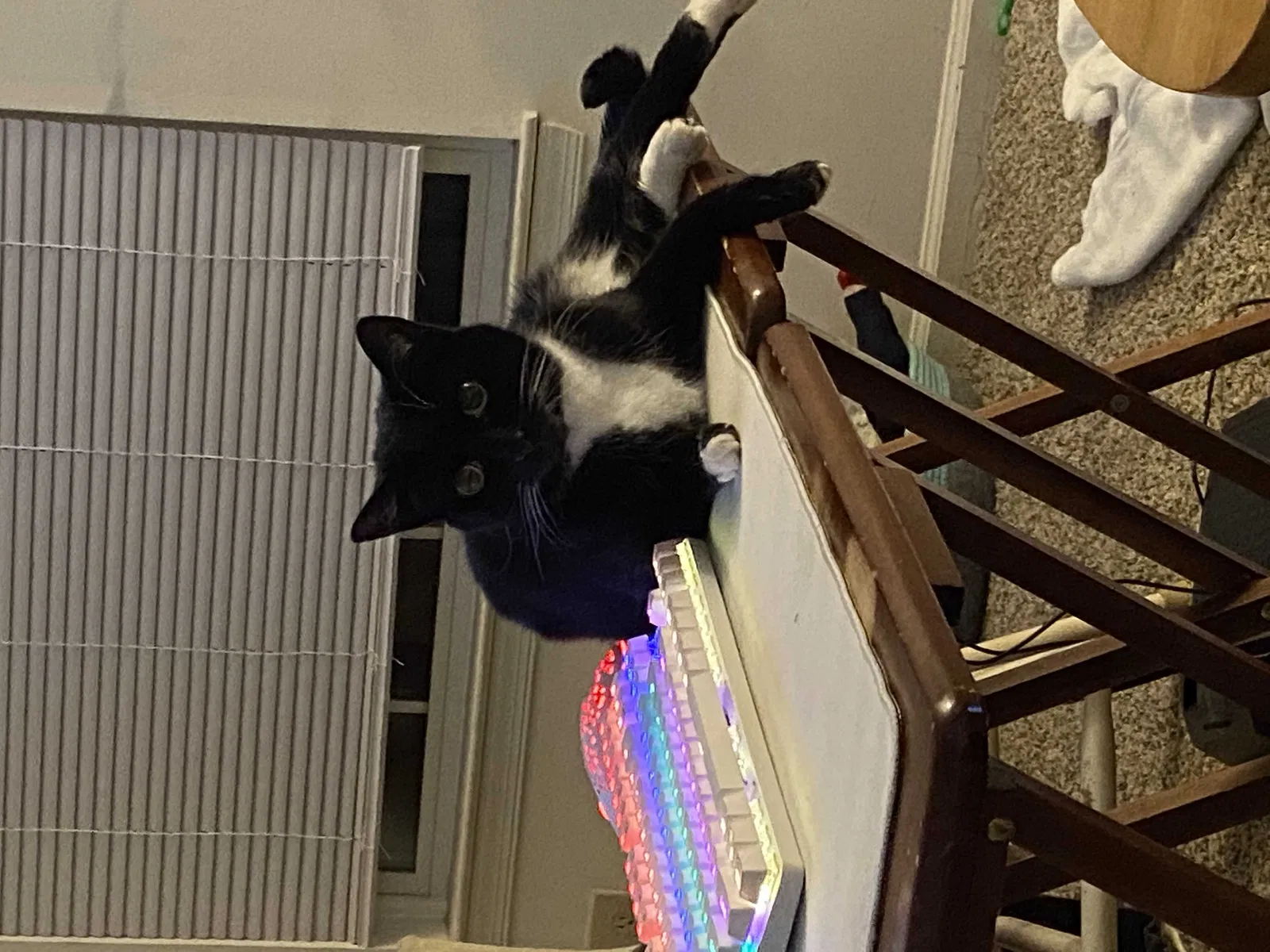 Lost cat in Mechanicsville, VA, 23111