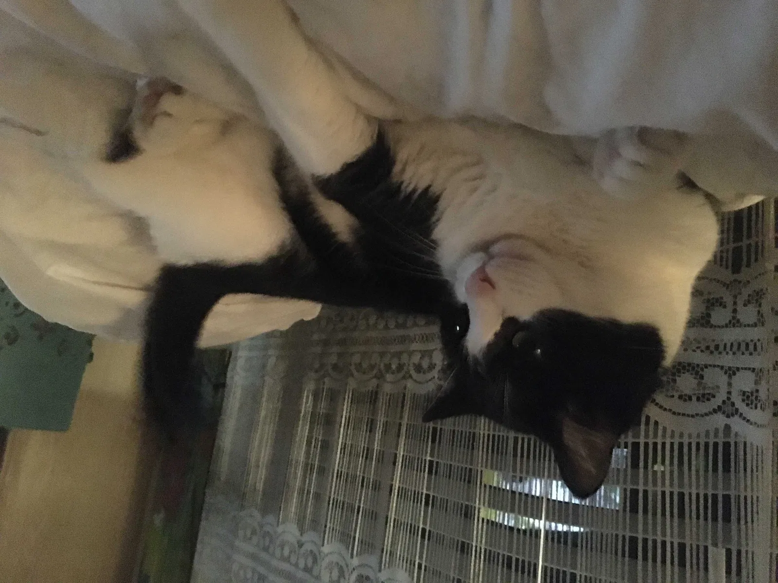 Lost cat in Reddick, FL, 32686
