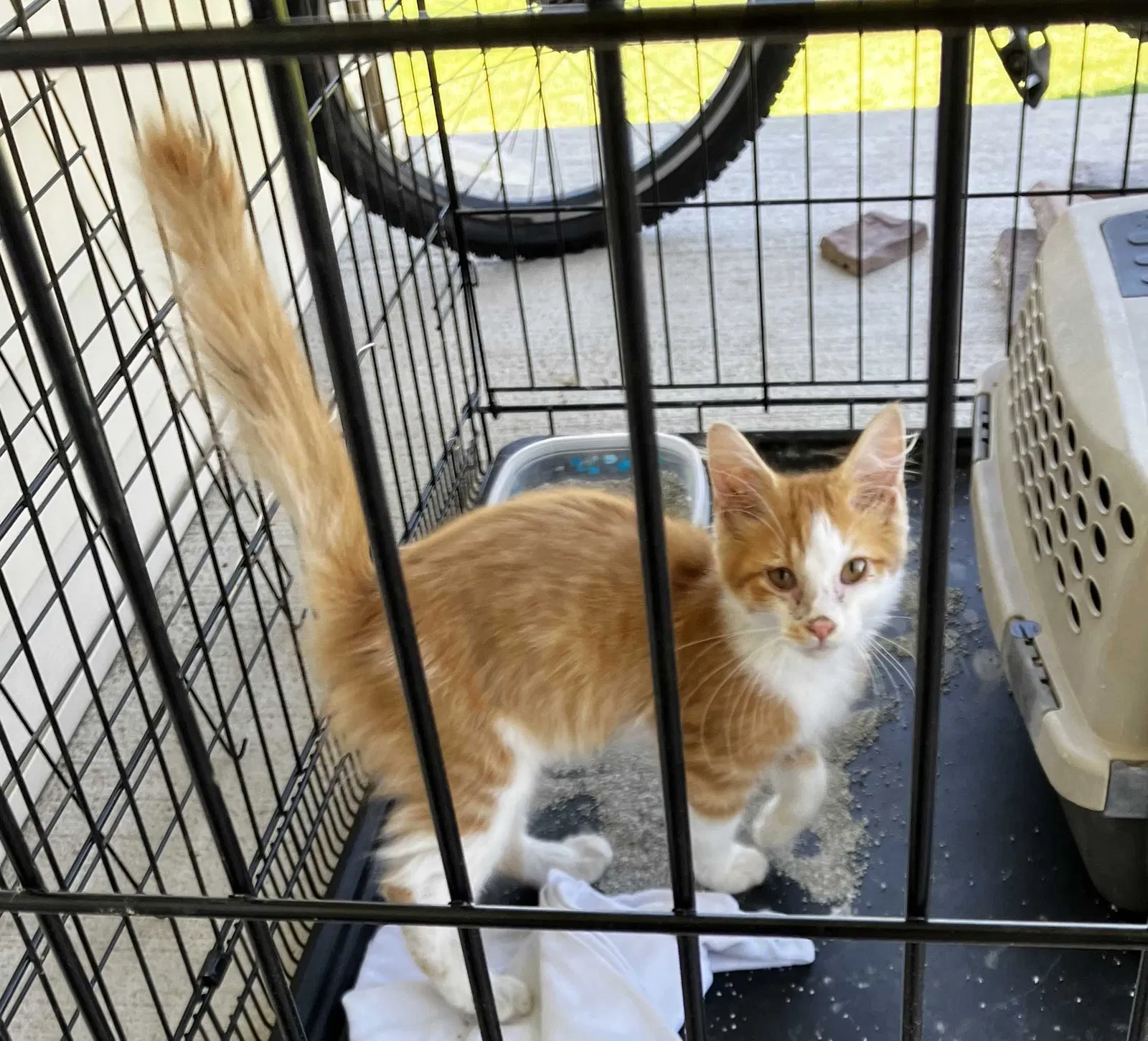Found cat in Logan, UT, 84321