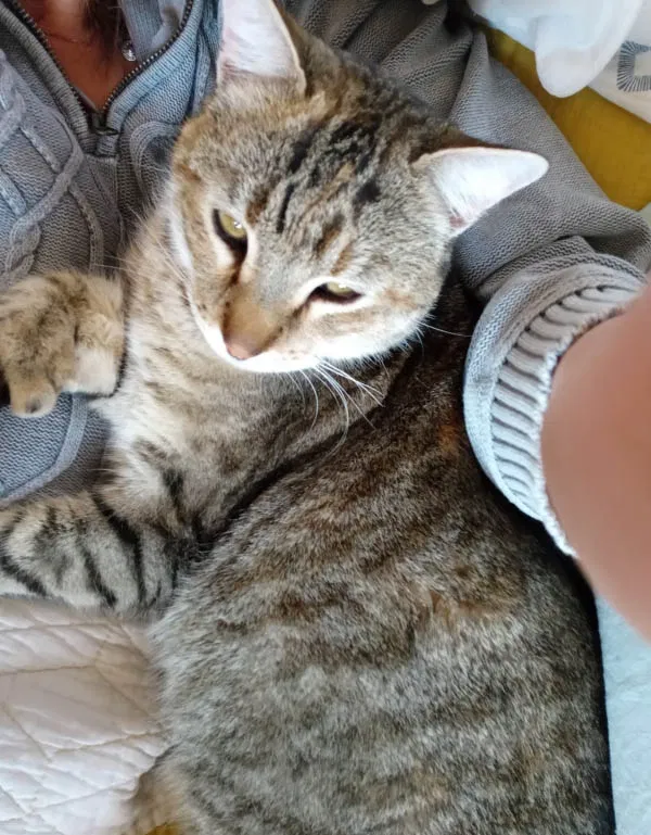 Lost cat in Kanab, UT, 84741