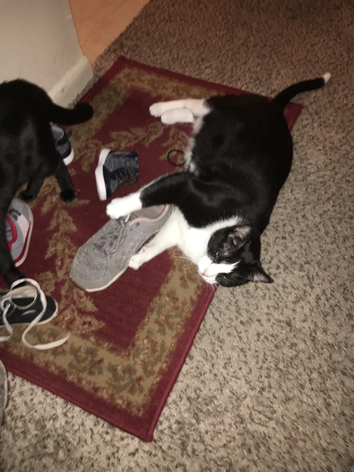Lost cat in Middletown, OH, 45044
