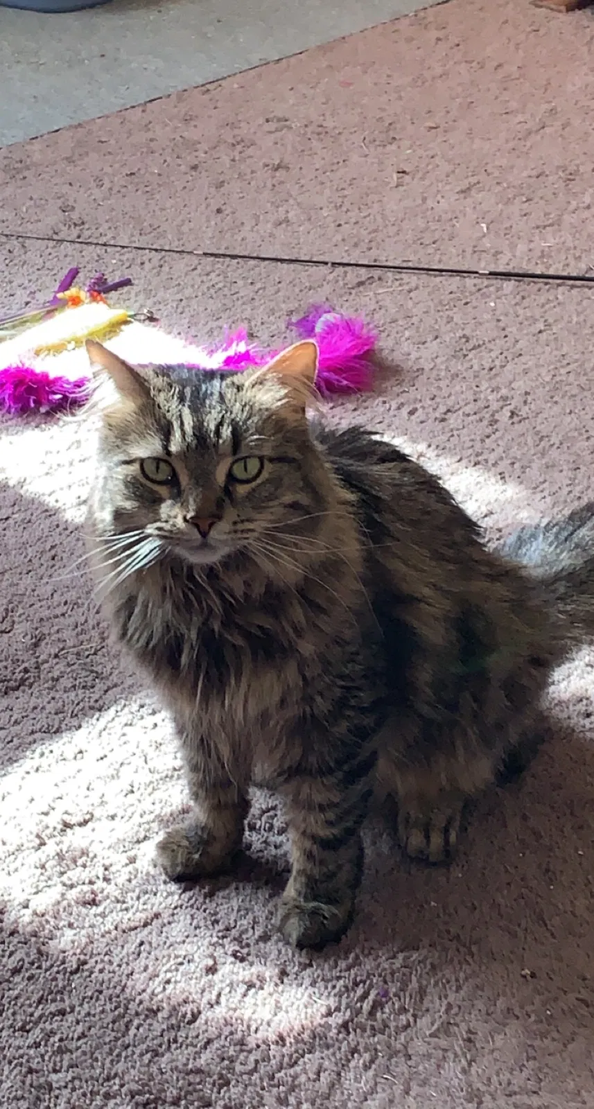 Lost cat in Des Moines, IA, 50313