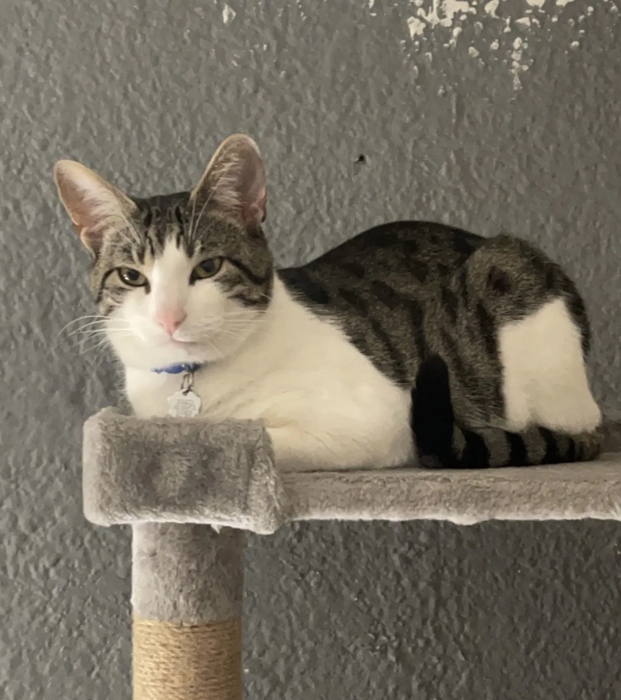 Lost cat in Long Beach, CA, 90802