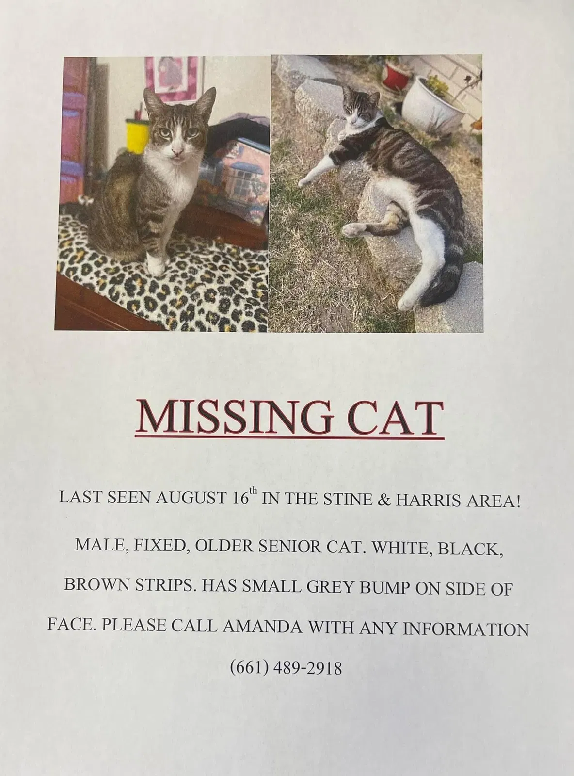 Lost cat in Bakersfield, CA, 93313