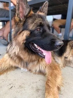 Lost dog in Sylmar, CA, 91342