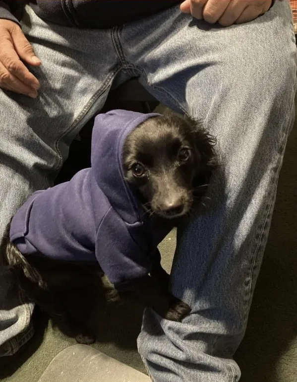 Lost dog in Baldwin Park, CA, 91706