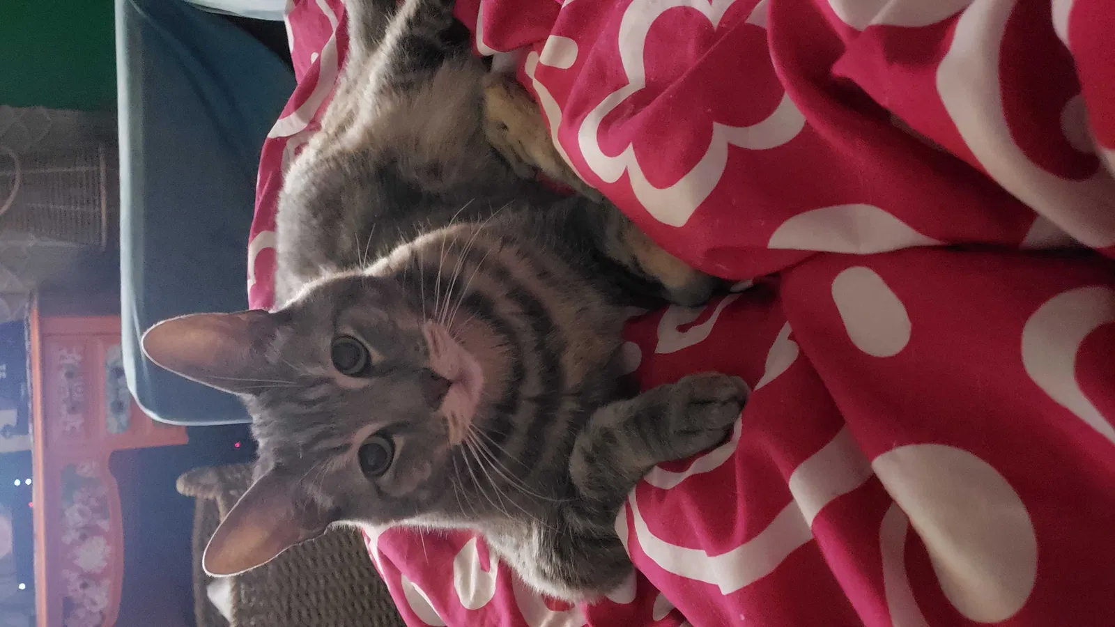 Lost cat in Newbury Park, CA, 91320